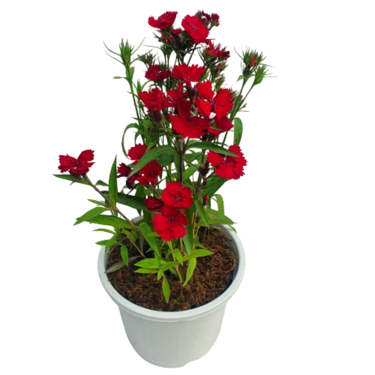 Wild Dianthus Plant 